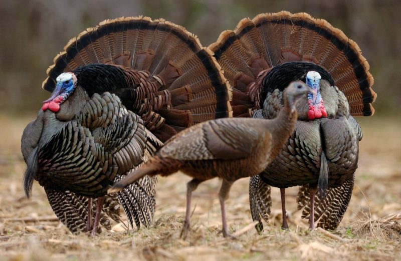 Chocolate Turkeys