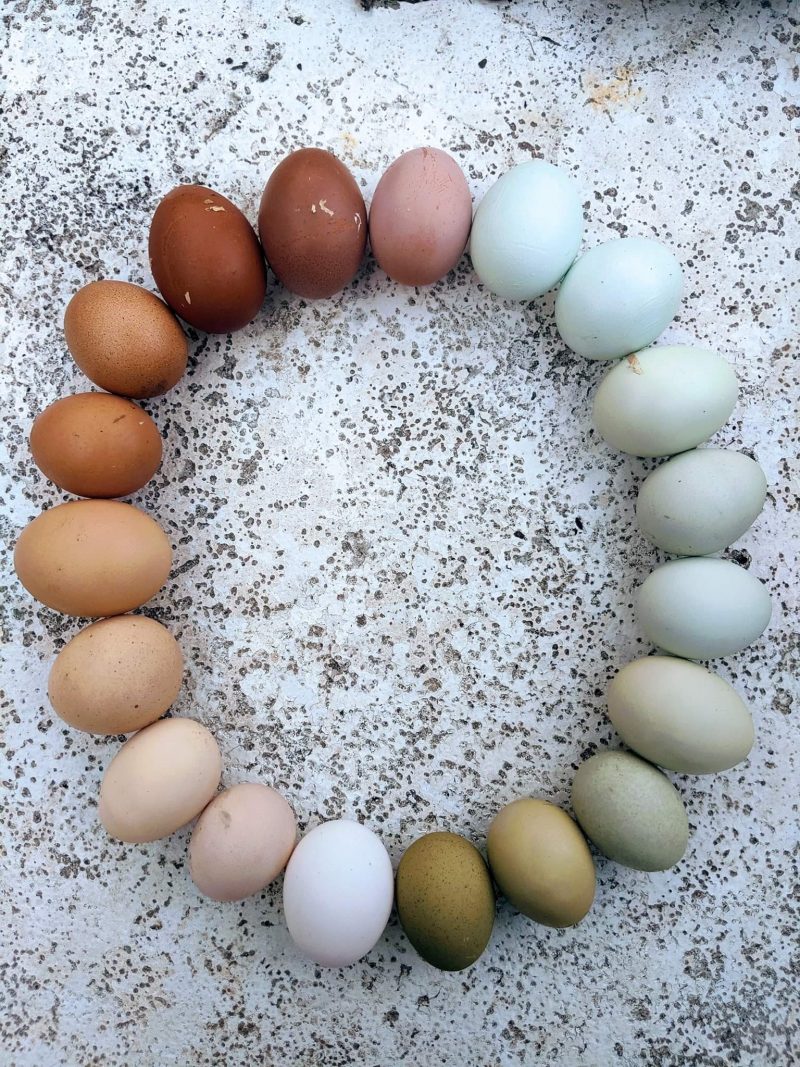 Rainbow Egger®