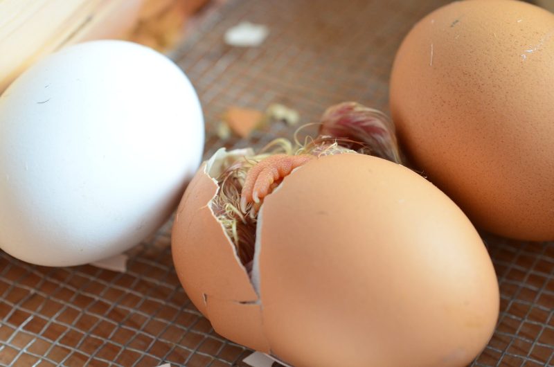 Buff Orpington Hatching Eggs