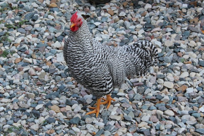Dominique Bantam