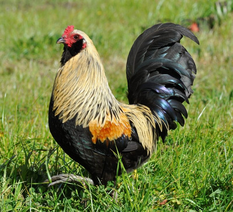 Easter Egger™ Bantam