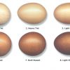 French Black Copper Marans Chicken