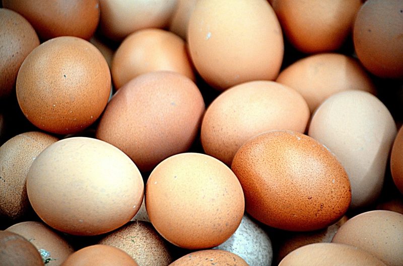 Cuckoo Marans Hatching Eggs