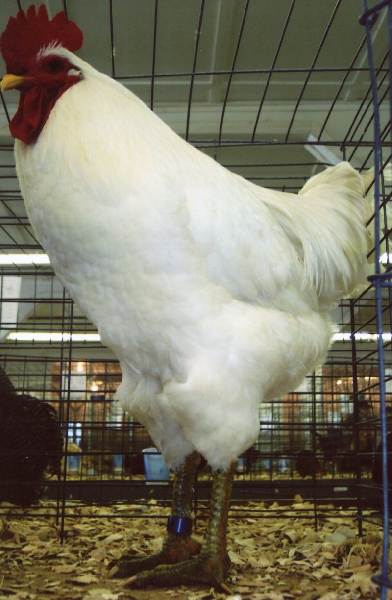 White Jersey Giant Chicken