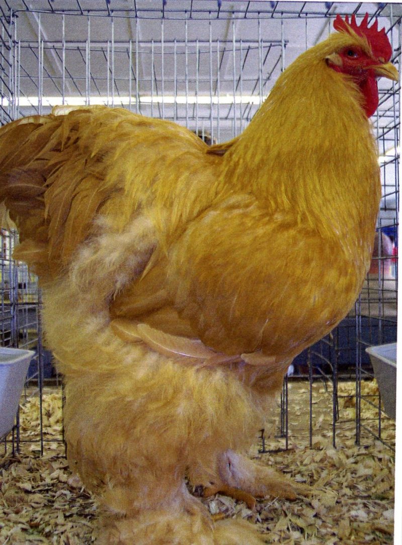 Buff Cochin Standard Chicken