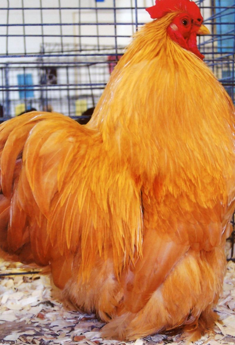 Buff Cochin Bantam