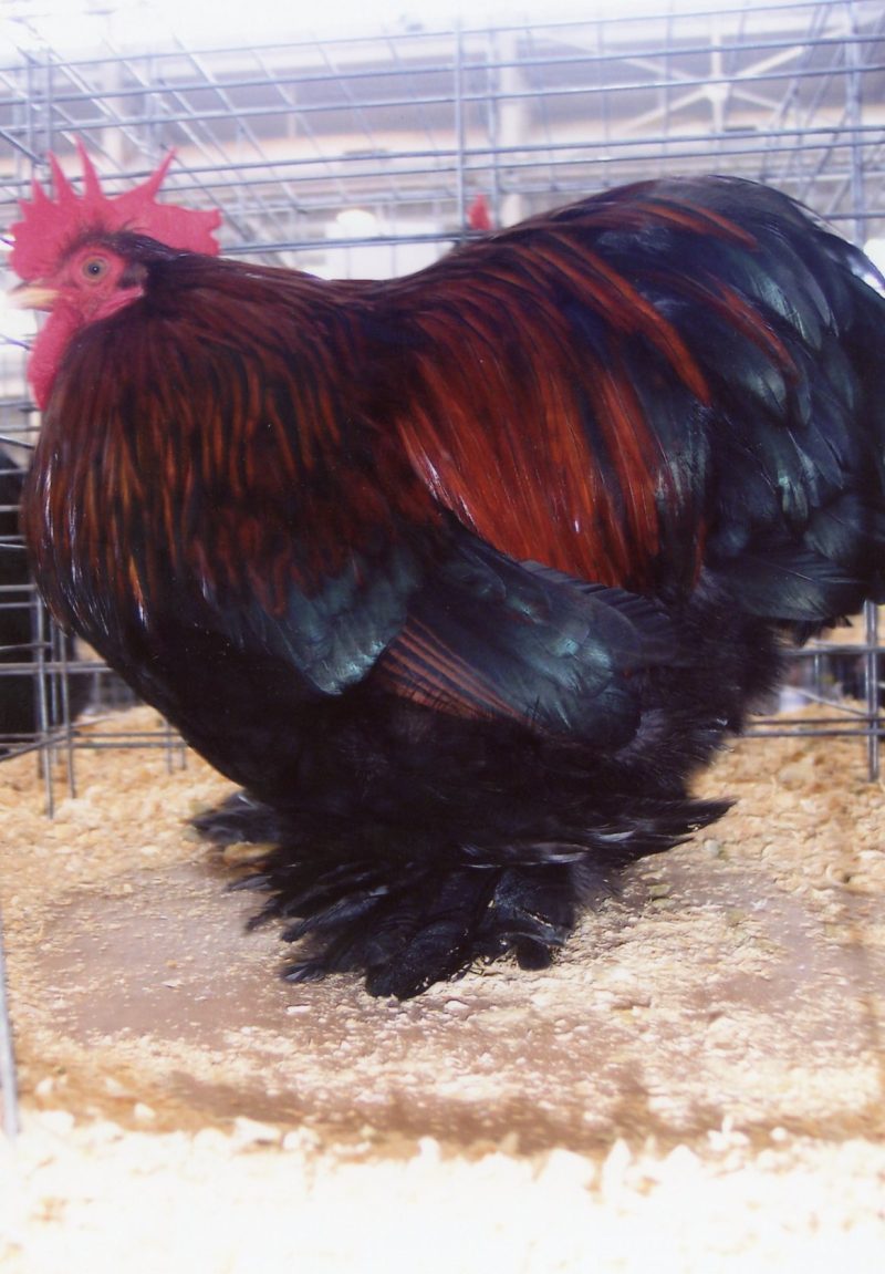 Partridge Cochin Bantam
