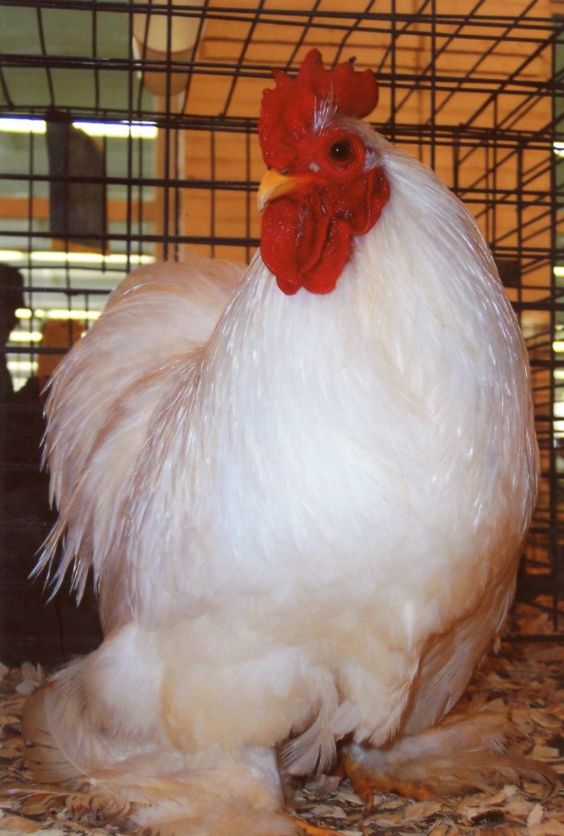 White Cochin Bantam