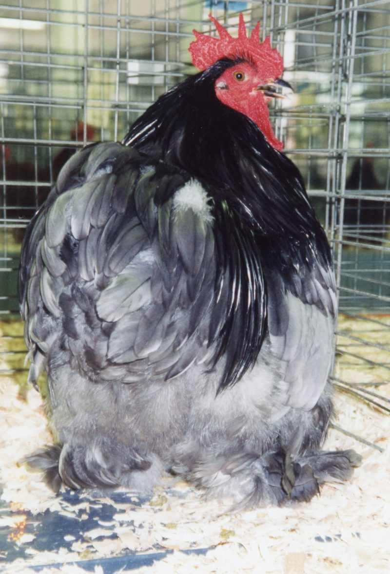Blue Cochin Bantam