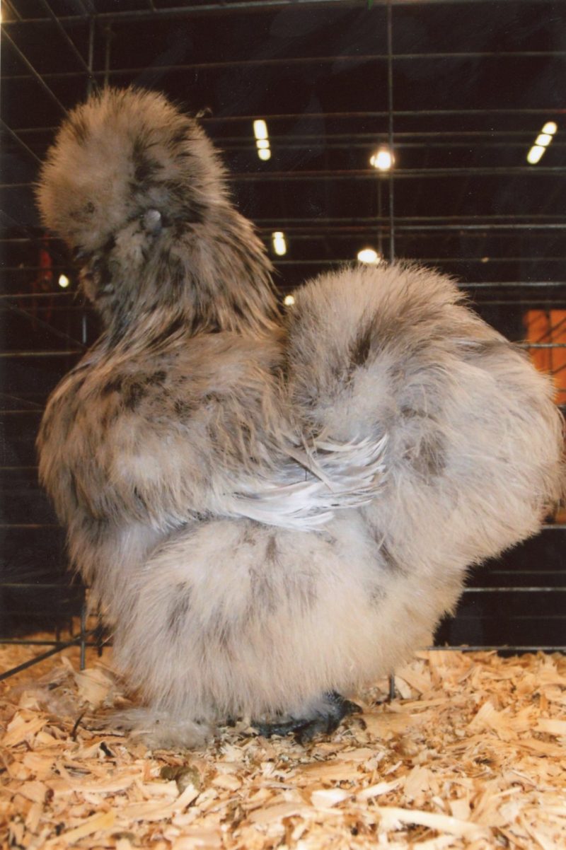 Splash Silkie Bantam