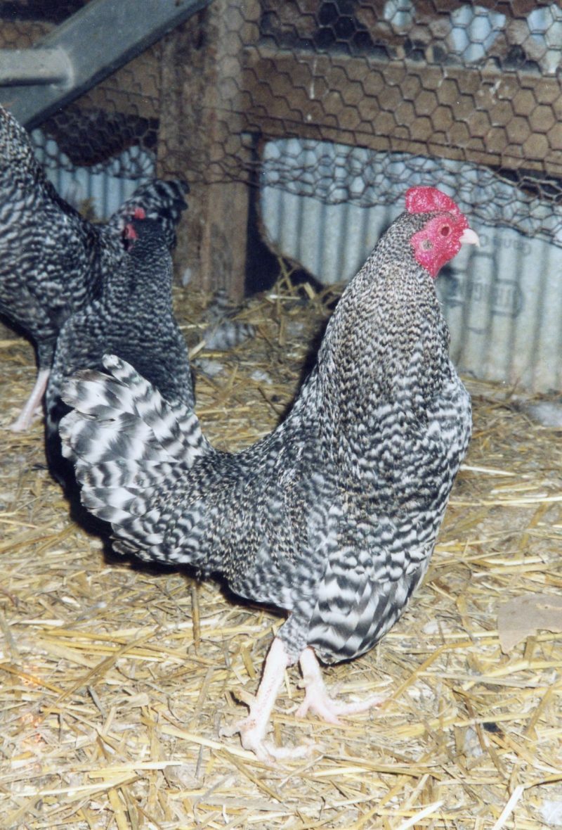 Barred Old English Game Bantam