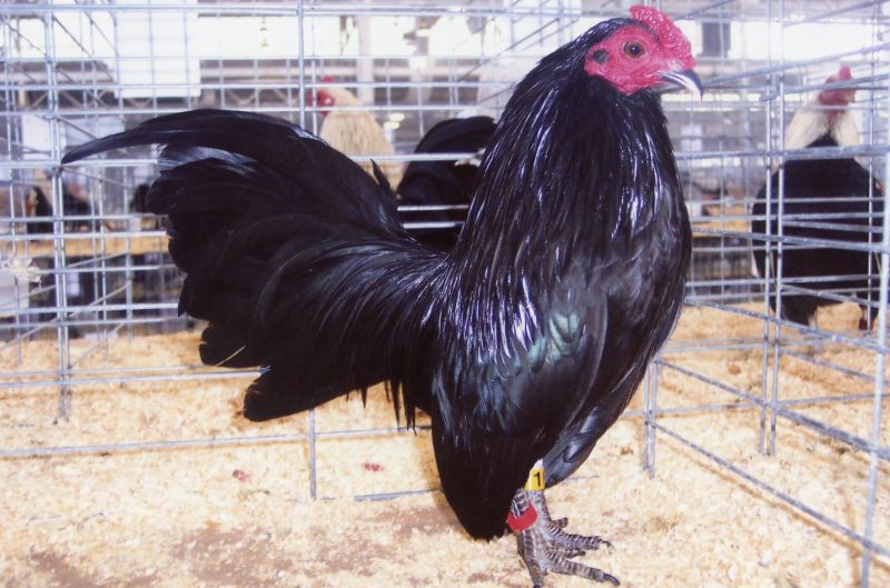 Black Old English Game Bantam