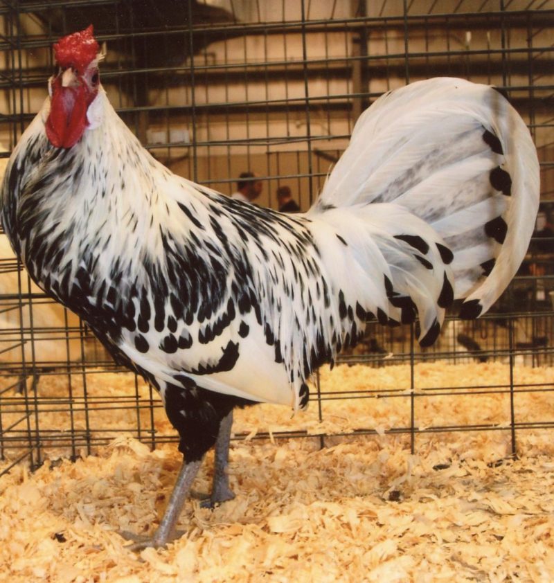 Silver Spangled Hamburg Chicken