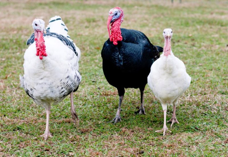 Surplus Rare Turkey Special