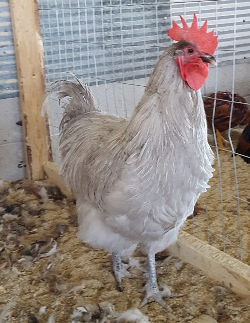 Lavender Orpington Chicken