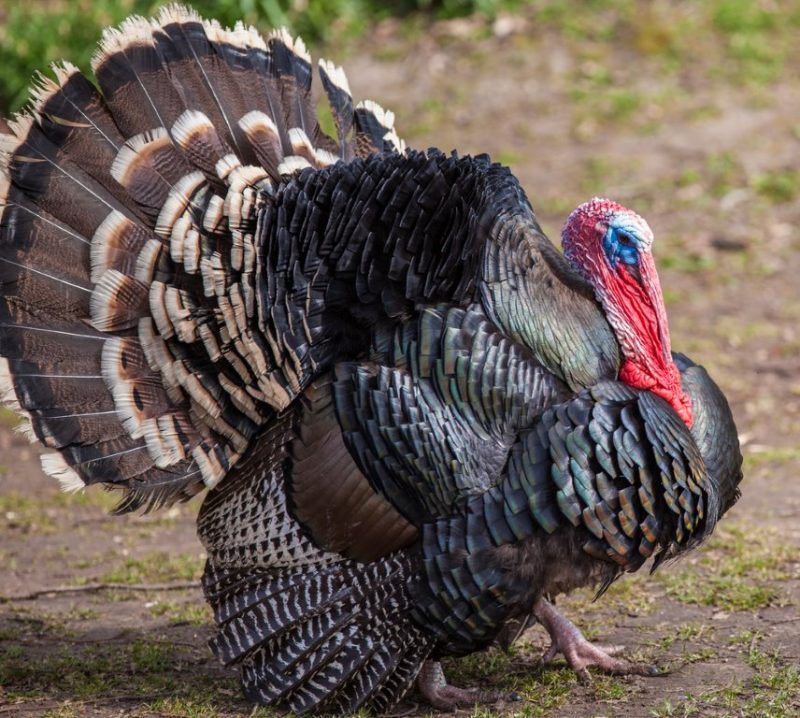 Broad Breasted Bronze Turkey