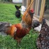 Hatchery Surprise