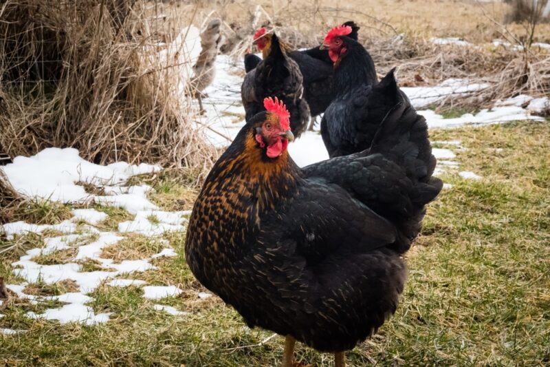 Black Star Chicken
