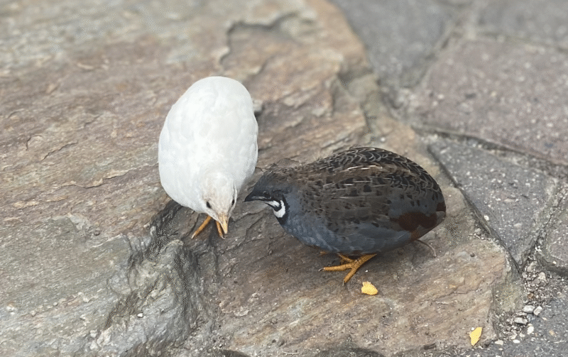 Button Quail