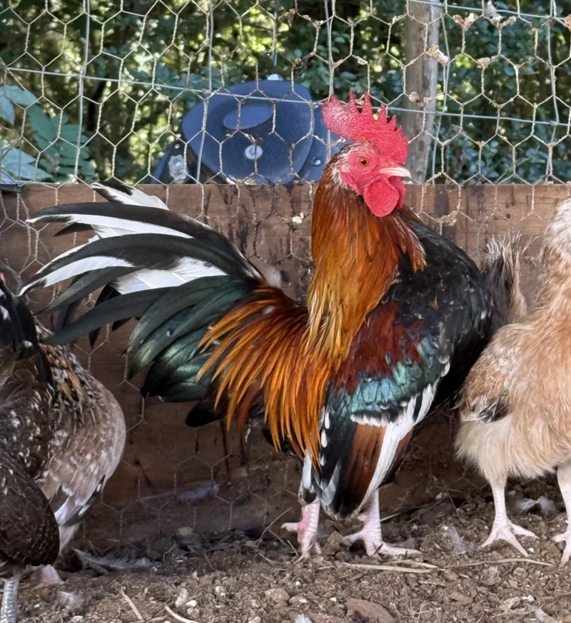 kikiriki chickens