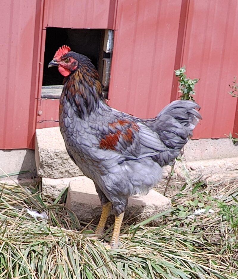 Rhode island blue chicken