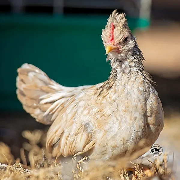 kikiriki chickens for Sale
