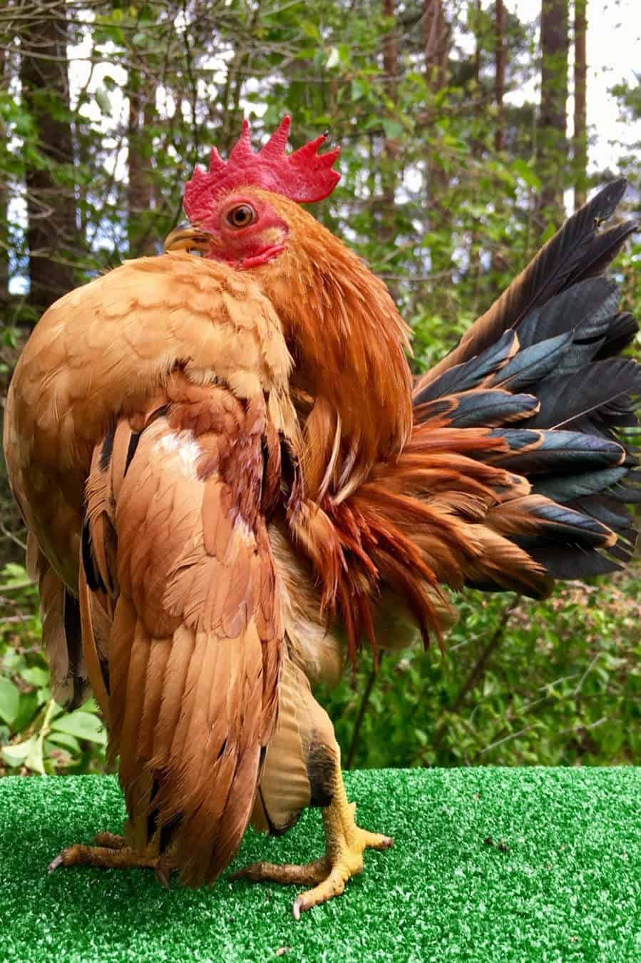 Serama Chickens