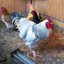 Light Brahma Started Pullet for sale