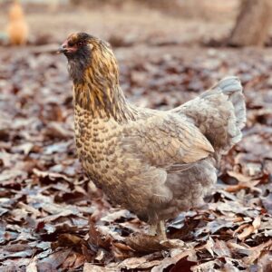 Easter egger chicken