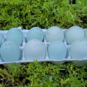 Easter egger chicken