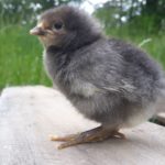 Easter egger chicken